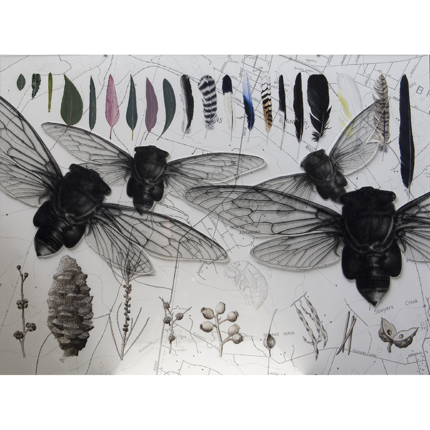 Natural History Illustration and Beyond