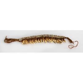 forehead ornament with teeth and shells, Paupa Region/Papua New Guinea