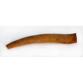Phallocrypt, Highlands Region/Papua New Guinea