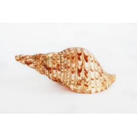 Trumpet Shell